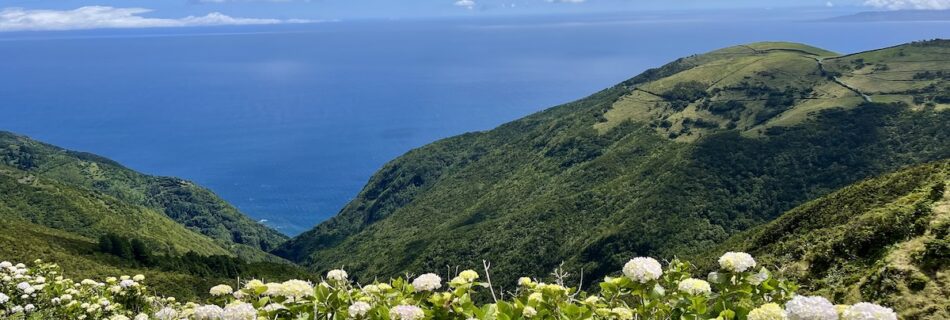 bluish-white hydrageas in the foreground with green hills and the blue sky and ocean in the background in Calheta, São Jorge, Azores