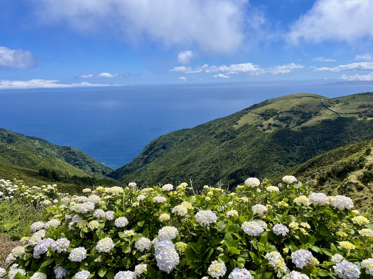 bluish-white hydrageas in the foreground with green hills and the blue sky and ocean in the background in Calheta, São Jorge, Azores