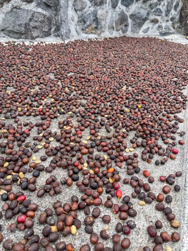 Coffee beans roasting in the sun at the plantation at the Cafe Nunes on Sao Jorge