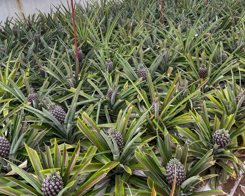 Pineapples in one of the greenhouse on the Sao Miguel Plantation