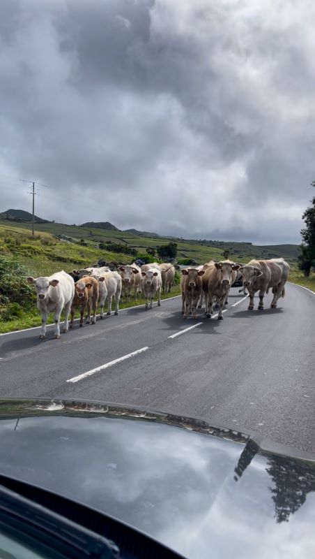 Herd of cows blocking the road 