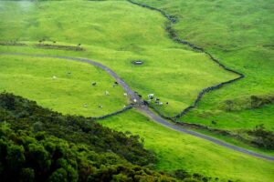 A group of cows grazing in the fields in the Azores