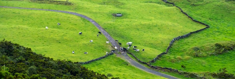 A group of cows grazing in the fields in the Azores