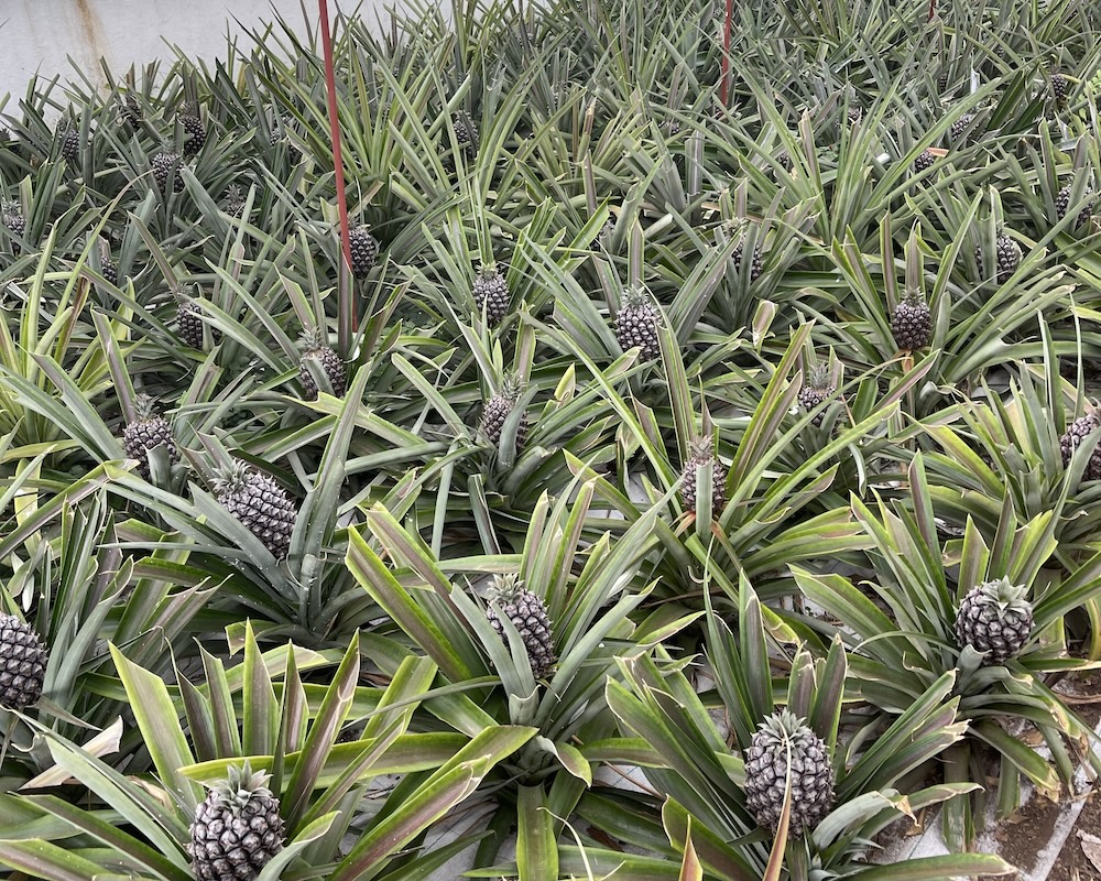 Inside the greenhouse at the pineapple plantation in Ponta Delgada, São Miguel, Azores