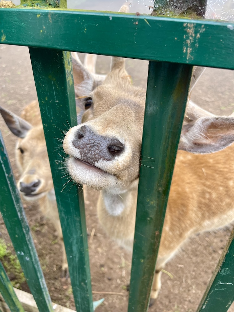 Deer sticking their nose through a green gate in Parque Florestal das Sete Fontes in São Jorge, Azores